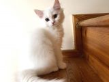 Evde Büyütülen Safkan British Shorthair Yavrular