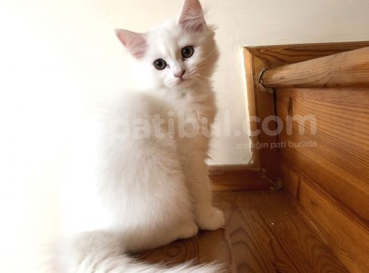Evde Büyütülen Safkan British Shorthair Yavrular görsel