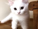 Evde Büyütülen Safkan British Shorthair Yavrular