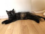 Evde Büyütülen Safkan British Shorthair Yavrular