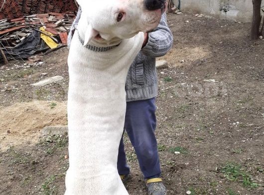1.Sınıf Irk Garantili Dogo Yavrularımız görsel