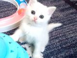 Safkan Bri̇ti̇sh Shorthai̇r Yavrularımız