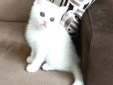 Safkan Bri̇ti̇sh Shorthai̇r Yavrularımız