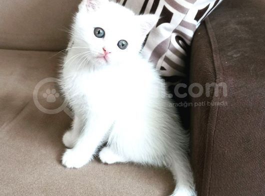 Safkan Bri̇ti̇sh Shorthai̇r Yavrularımız görsel
