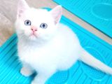 Safkan Bri̇ti̇sh Shorthai̇r Yavrularımız