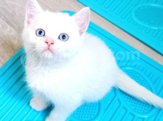 Safkan Bri̇ti̇sh Shorthai̇r Yavrularımız
