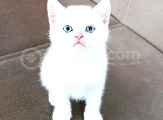 Safkan Bri̇ti̇sh Shorthai̇r Yavrularımız görsel