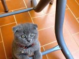 Safkan Scottish Fold Yavrularımız