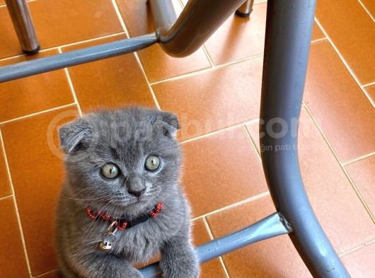 Safkan Scottish Fold Yavrularımız
