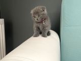 Safkan Scottish Fold Yavrularımız