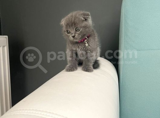 Safkan Scottish Fold Yavrularımız görsel