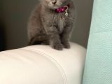 Safkan Scottish Fold Yavrularımız