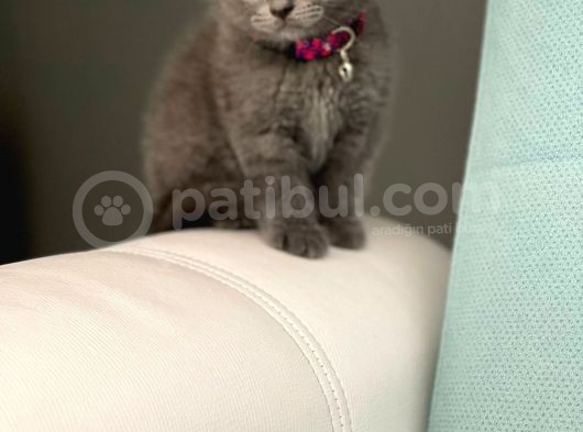 Safkan Scottish Fold Yavrularımız görsel