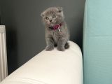 Safkan Scottish Fold Yavrularımız
