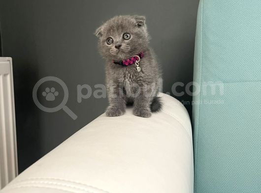 Safkan Scottish Fold Yavrularımız görsel