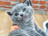 Safkan Bri̇ti̇sh Shorthair Yavrularımız