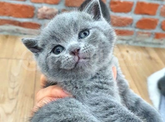 Safkan Bri̇ti̇sh Shorthair Yavrularımız