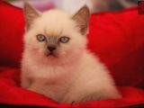 Safkan Blue Poi̇nt Bri̇ti̇sh Shorthai̇r Yavrularımız