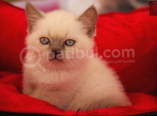 Safkan Blue Poi̇nt Bri̇ti̇sh Shorthai̇r Yavrularımız görsel