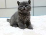 Safkan Bri̇ti̇sh Shorthair Yavrularımız