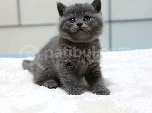 Safkan Bri̇ti̇sh Shorthair Yavrularımız görsel