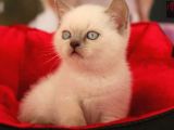 Safkan Blue Poi̇nt Bri̇ti̇sh Shorthai̇r Yavrularımız