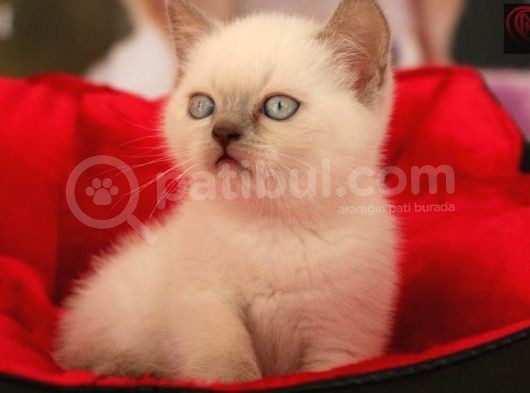 Safkan Blue Poi̇nt Bri̇ti̇sh Shorthai̇r Yavrularımız
