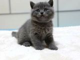 Safkan Bri̇ti̇sh Shorthair Yavrularımız