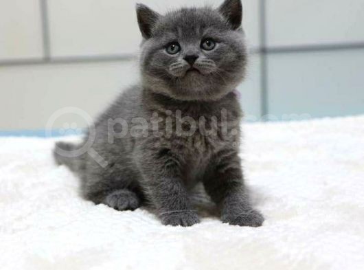 Safkan Bri̇ti̇sh Shorthair Yavrularımız görsel