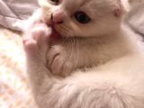 Safkan Scottish Fold Yavrularımız