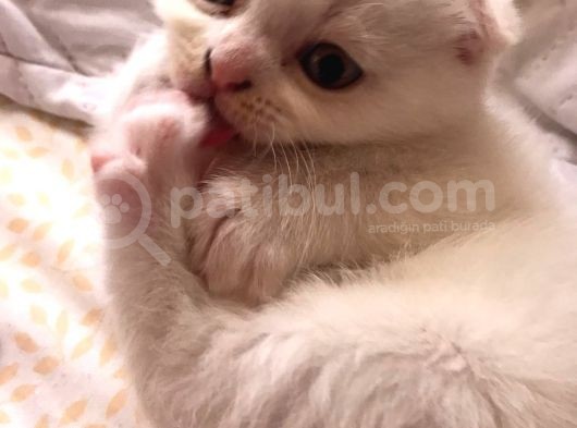 Safkan Scottish Fold Yavrularımız görsel