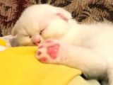 Safkan Scottish Fold Yavrularımız