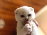 Safkan Scottish Fold Yavrularımız