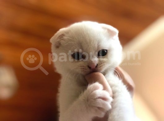 Safkan Scottish Fold Yavrularımız görsel
