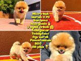 0,70 Mikro Küt Burun Teddyface Ödül Adayı AA Plus Safkan Boo Pomeranian