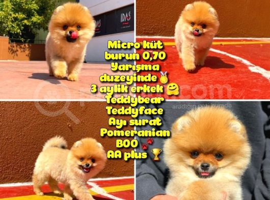0,70 Mikro Küt Burun Teddyface Ödül Adayı Aa Plus Safkan Boo Pomeranian