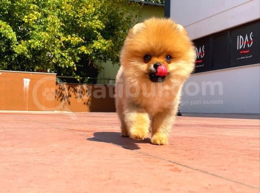 0,70 Mikro Küt Burun Teddyface Ödül Adayı Aa Plus Safkan Boo Pomeranian görsel