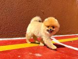 0,70 Mikro Küt Burun Teddyface Ödül Adayı Aa Plus Safkan Boo Pomeranian
