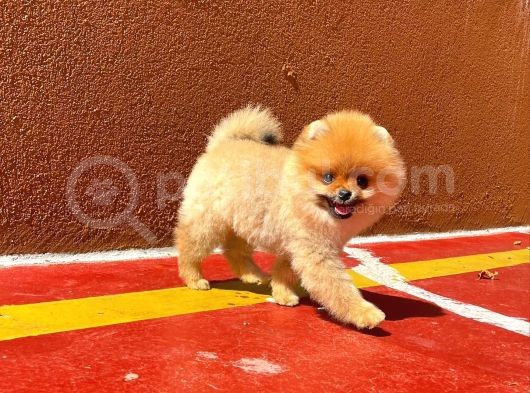0,70 Mikro Küt Burun Teddyface Ödül Adayı Aa Plus Safkan Boo Pomeranian görsel