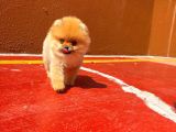 0,70 Mikro Küt Burun Teddyface Ödül Adayı Aa Plus Safkan Boo Pomeranian