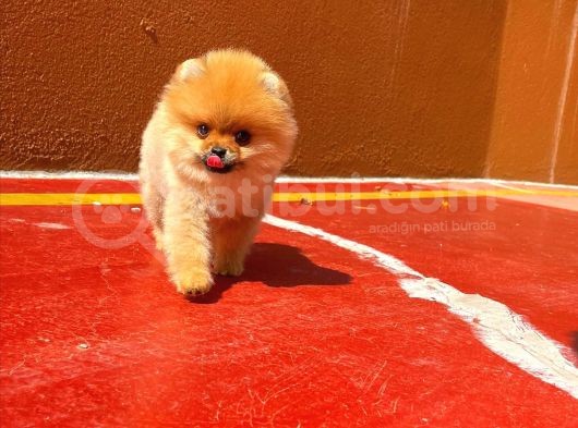 0,70 Mikro Küt Burun Teddyface Ödül Adayı Aa Plus Safkan Boo Pomeranian görsel