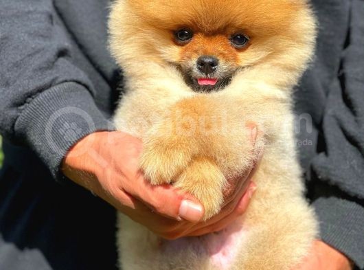 0,70 Mikro Küt Burun Teddyface Ödül Adayı Aa Plus Safkan Boo Pomeranian görsel