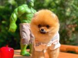 0,70 Mikro Küt Burun Teddyface Ödül Adayı Aa Plus Safkan Boo Pomeranian