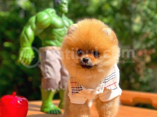0,70 Mikro Küt Burun Teddyface Ödül Adayı Aa Plus Safkan Boo Pomeranian görsel