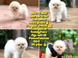 0,40 Mikro Küt Burun Teddyface Ödül Adayı AA Plus Safkan Boo Pomeranian