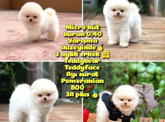0,40 Mikro Küt Burun Teddyface Ödül Adayı Aa Plus Safkan Boo Pomeranian