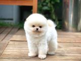 0,40 Mikro Küt Burun Teddyface Ödül Adayı Aa Plus Safkan Boo Pomeranian