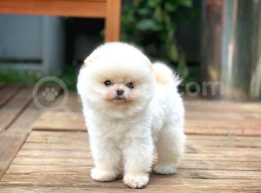0,40 Mikro Küt Burun Teddyface Ödül Adayı Aa Plus Safkan Boo Pomeranian görsel