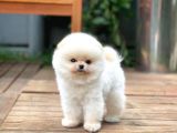 0,40 Mikro Küt Burun Teddyface Ödül Adayı Aa Plus Safkan Boo Pomeranian