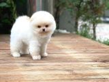 0,40 Mikro Küt Burun Teddyface Ödül Adayı Aa Plus Safkan Boo Pomeranian